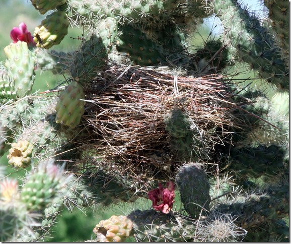 finch nest in cholla 5-10-2011 9-19-09 AM 3616x2712
