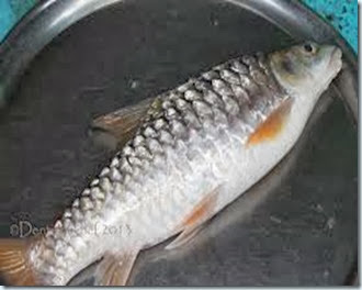 Gambar Ikan Semah