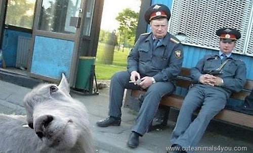 50_Funniest_Animal_Photobombs_Of_All_Time_07