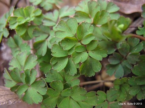 false rue anemone leaves Enemion biternatum