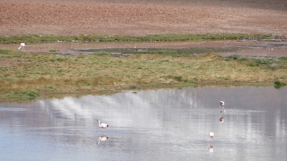Flamingos no Rio Quepiacó