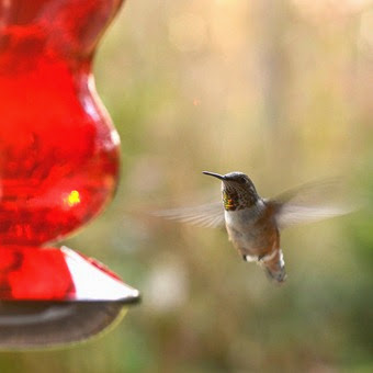 HummingbirdCamera