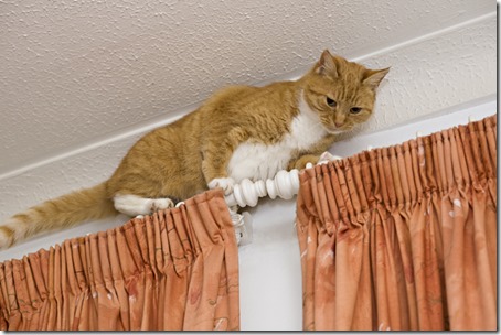 Ginger cat walking across top of curtains