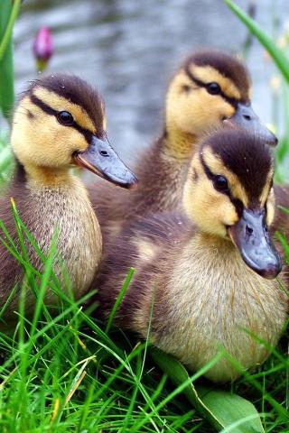 Three-ducks-iphone