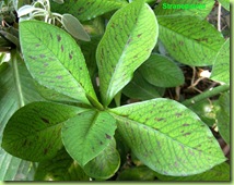 Synadenium in vegetazione
