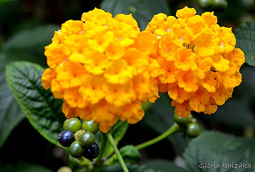Glória Ishizaka - Flor amarela 28