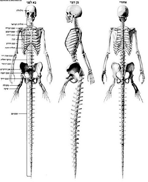 Анатомия русалок - скелет