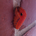 Spicebush swallowtail caterpillar