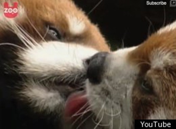 Red Pandas Can't Stop Kissing