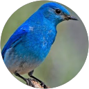 Image Google de nelbel 38