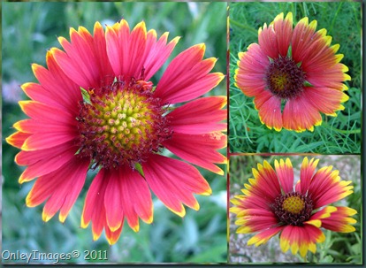 indian blanket collage