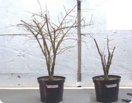 euonymous bonsai  211206 002 composite