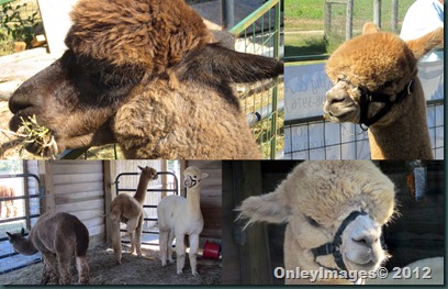 alpacas collage1