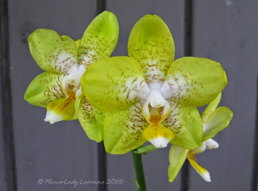 [02-08-sunflower-phalaenopsis2%255B4%255D.jpg]