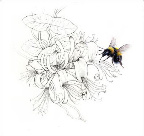 [bombus%2520horturum%2520and%2520honeysuckle%255B4%255D.jpg]