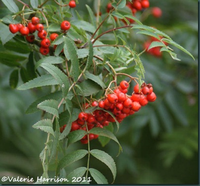 40-rowan-berries
