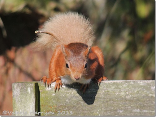 red-squirrel-10
