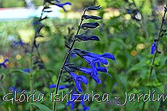 Glória Ishizaka - Jardim Botânico Nagai - Osaka 39