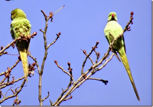 parc montsouris parrots 112214 00001