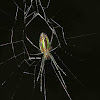 Leucauge Spider