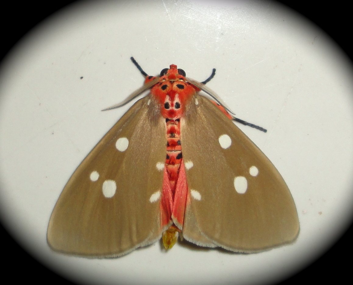 Red Tinolius Moth