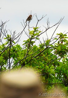DSC_0246 DSC_0246