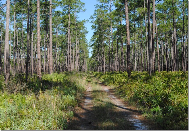Florida Trail - Osceola National Forest