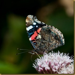 Red Admiral on Valerian