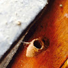 Sphecid wasp nest