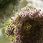 Wild Carrot/Wilde Peen