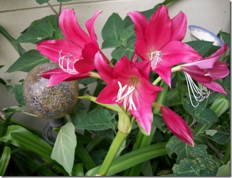 moonvine and lilies 013