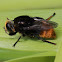 Narcissus bulb fly