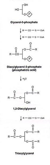 Biosynthesis of Glycerophospholipids