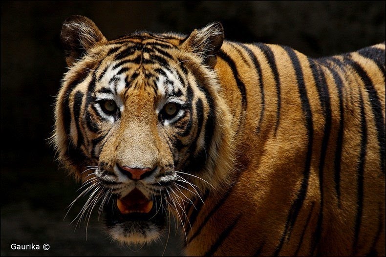bengal-tiger-1