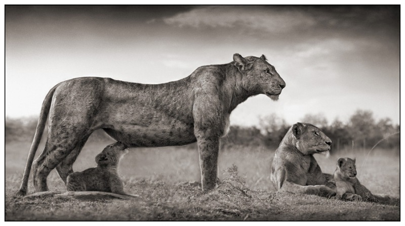 25 Lioness with Cub Feeding