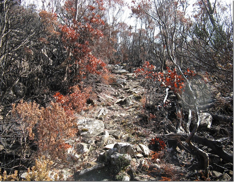 Near top of cut track Collins Cap with fire destruction