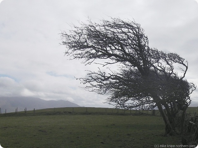 wind blasted hawthorns caermote hill