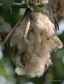 [220px-Kapok_seeds_I_IMG_8004%255B3%255D.jpg]