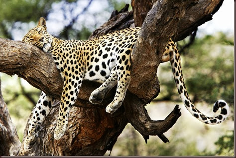 Amazing Animal Pictures Cheetah (13)