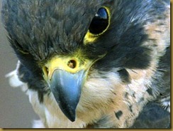 birds_-_peregrine_falcon_closeup