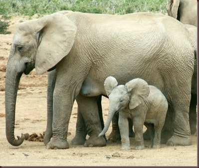 Amazing Animals Pictures Elephant (12)