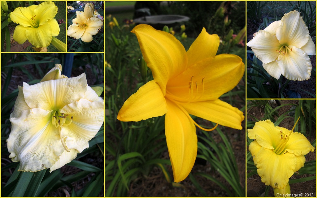 [yellow-day-lily-collage7.jpg]