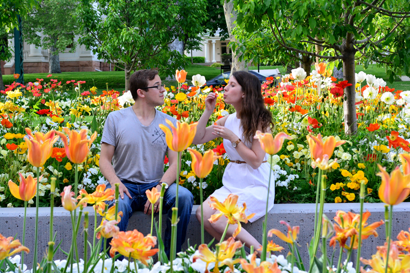 Tulips5 Tulips5