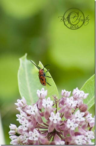 cr-milkweed beetle-2