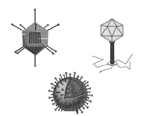 Ciri ciri virus yang harus kita ketahui - Kumpulan Artikel 