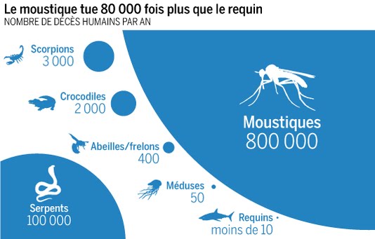 3444238_5_5f5d_le-moustique-tue-80-000-fois-plus-que-le-requin_5853ecda870345e2e99cf508fbe550d2.jpg