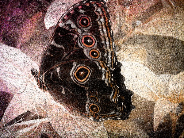 [Butterfly_After%255B4%255D.jpg]