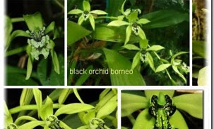 INFO TENTANG WARNA BUNGA ANGGREK HITAM