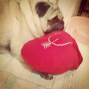 [luna-dog-pug-heart-pillow-red-valentines%255B3%255D.jpg]
