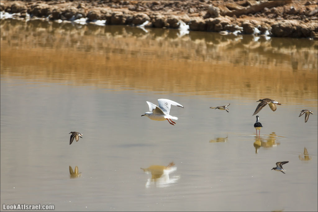 LookAtIsrael.com: Фото-блог о путешествиях по Израилю. Тель Авив, Иерусалим, Хайфа 
